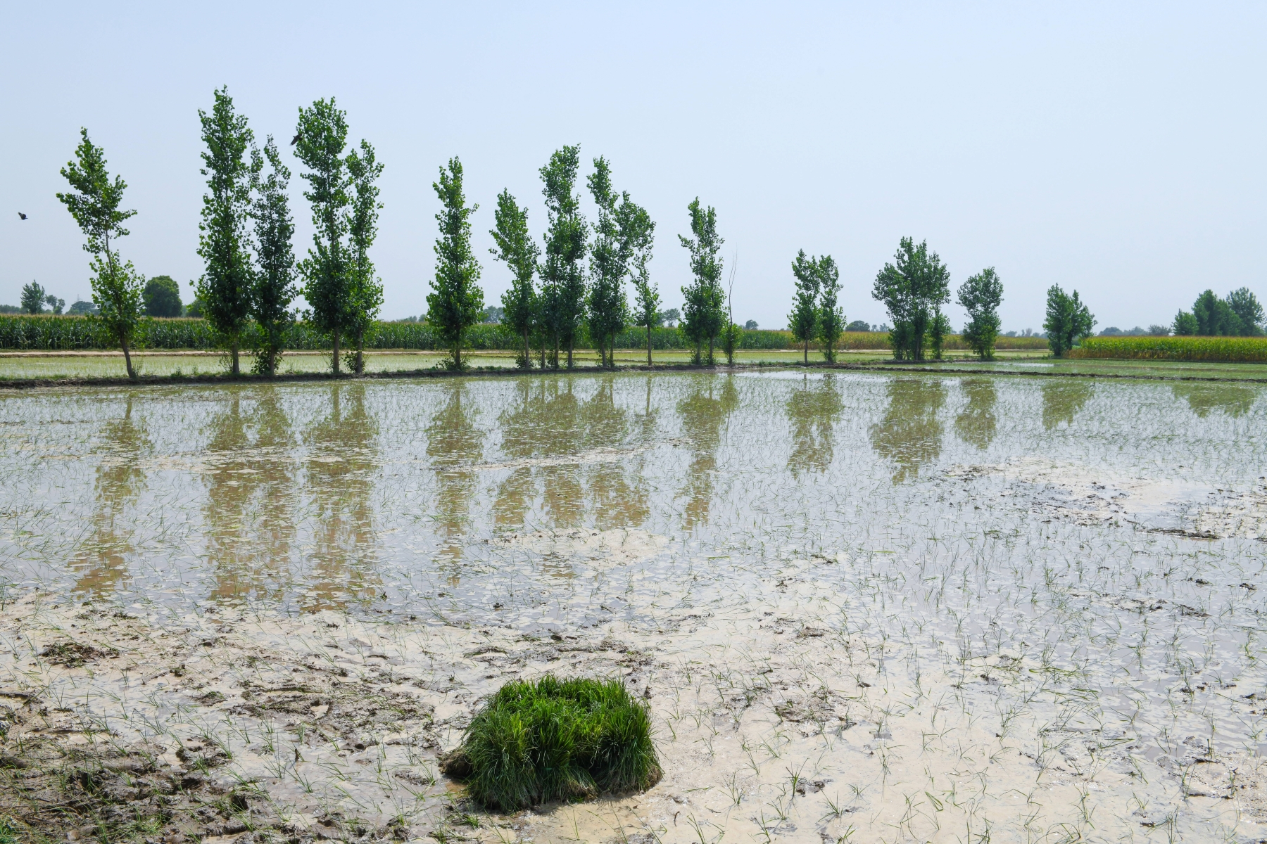 Photo showing water body and sparse vegetation in the background