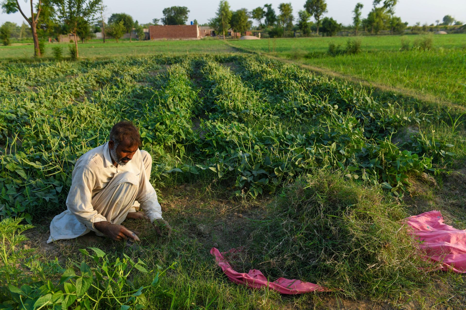 Image showing farmer tending to crops in green field