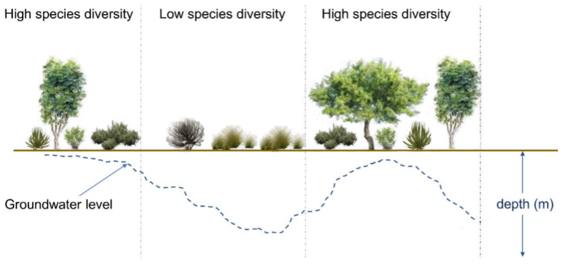 Figure 4 Interactions between groundwater levels and vegetation diversity in arid environments (Mpakairi et al., 2022).