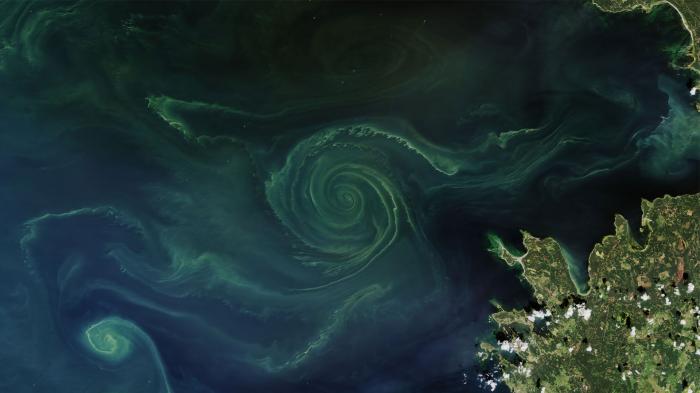Summer Blooms in the Baltic (2018): NASA Earth Observatory images by Joshua Stevens and Lauren Dauphin, using Landsat data from the U.S. Geological Survey and MODIS data from LANCE/EOSDIS Rapid Response