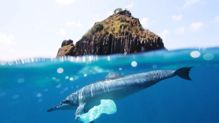 Figure 1: “Dolphin plastic bag at Fernando de Noronha”, Source: CC by Jedimentat44 