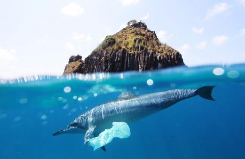 Figure 1: “Dolphin plastic bag at Fernando de Noronha”, Source: CC by Jedimentat44 