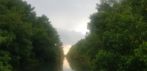 Mangrove forest separated by a water body