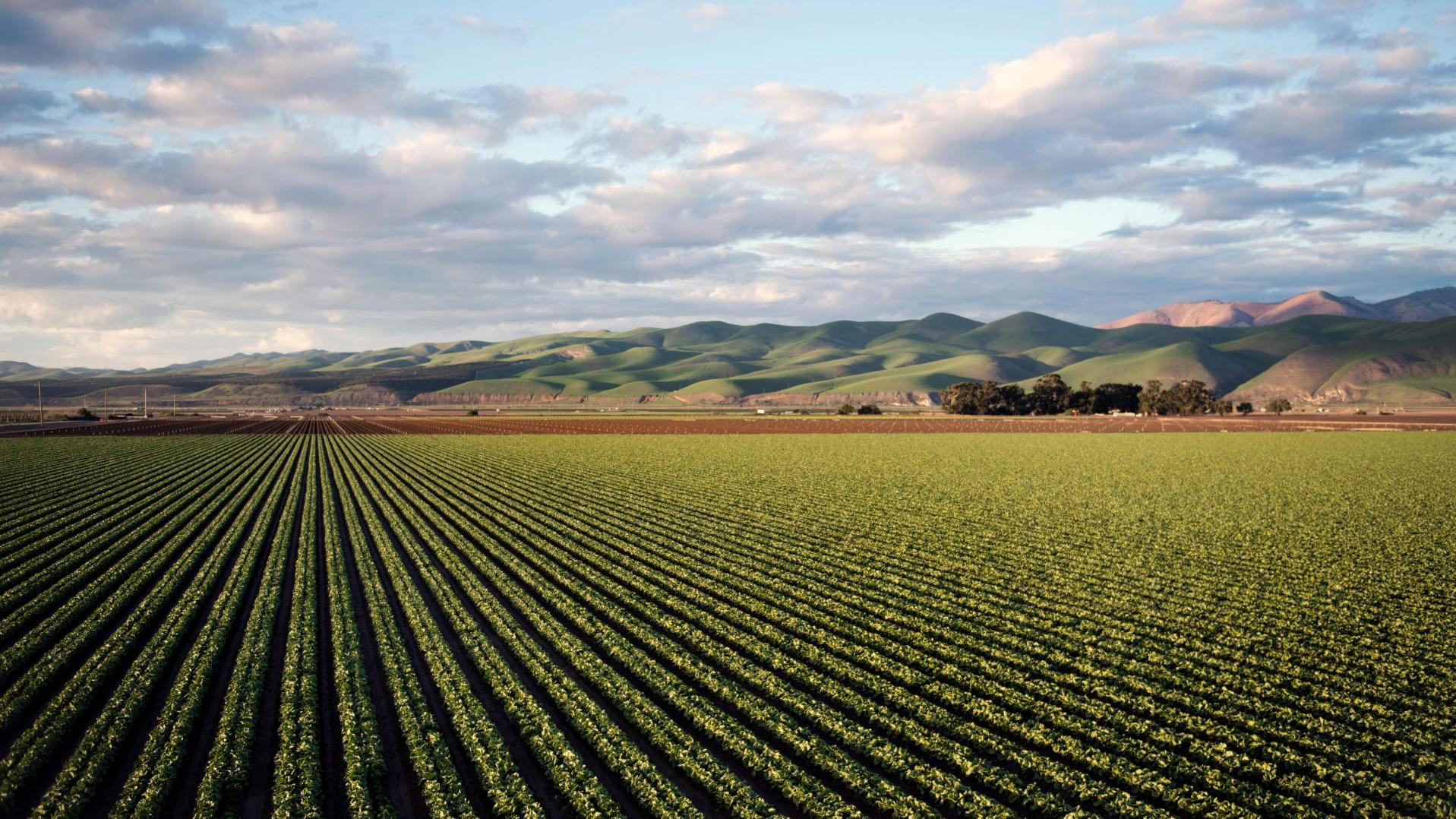 Agricultural field and blue skies with some clouds