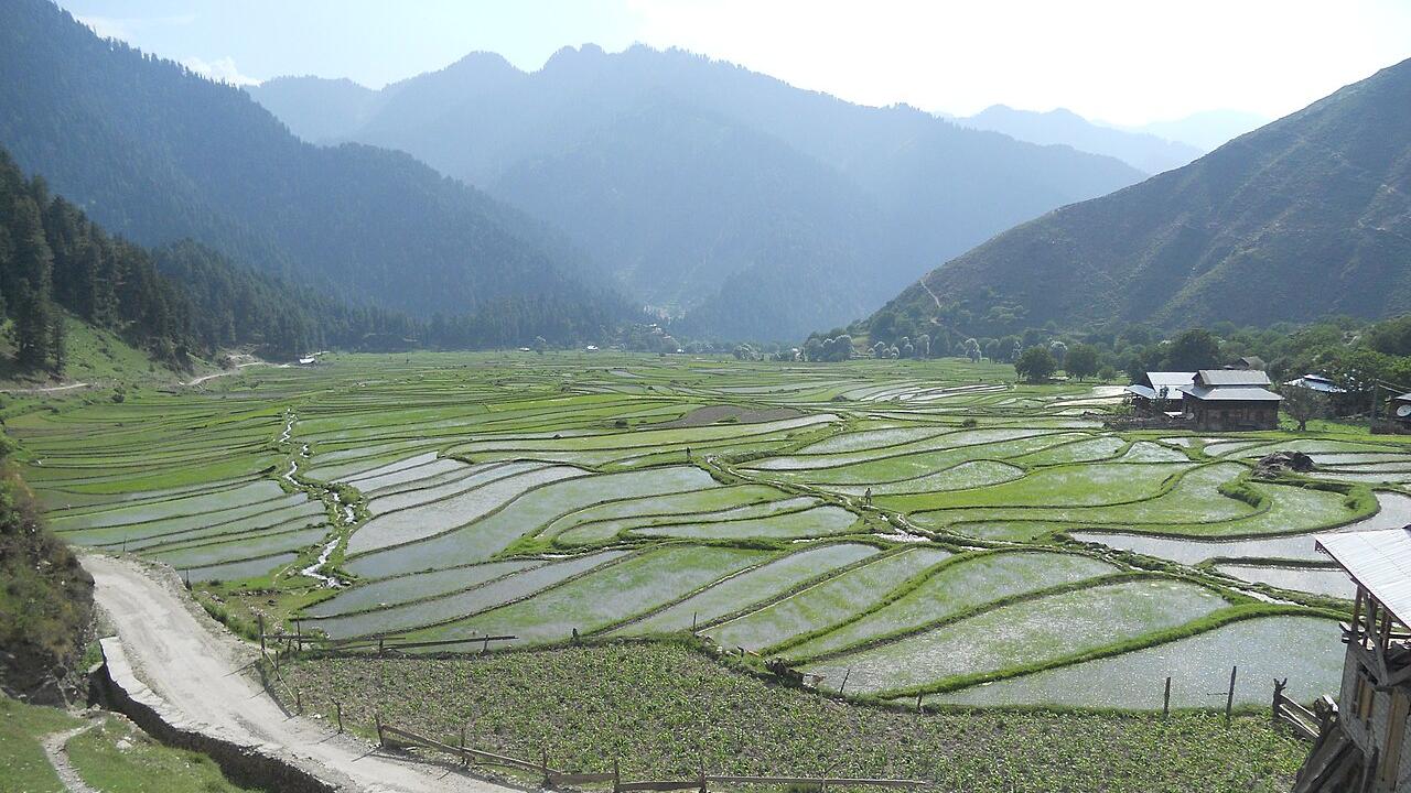 Rice Cultivation in Leepa - Photo by Srhussainpk - Own work, CC BY-SA 4.0, https://commons.wikimedia.org/w/index.php?curid=40350352